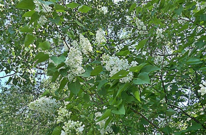 сирень
