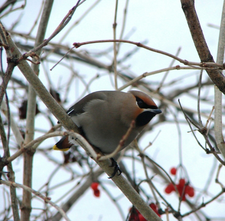 bird
