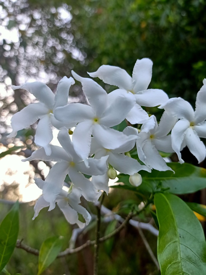 white beauti