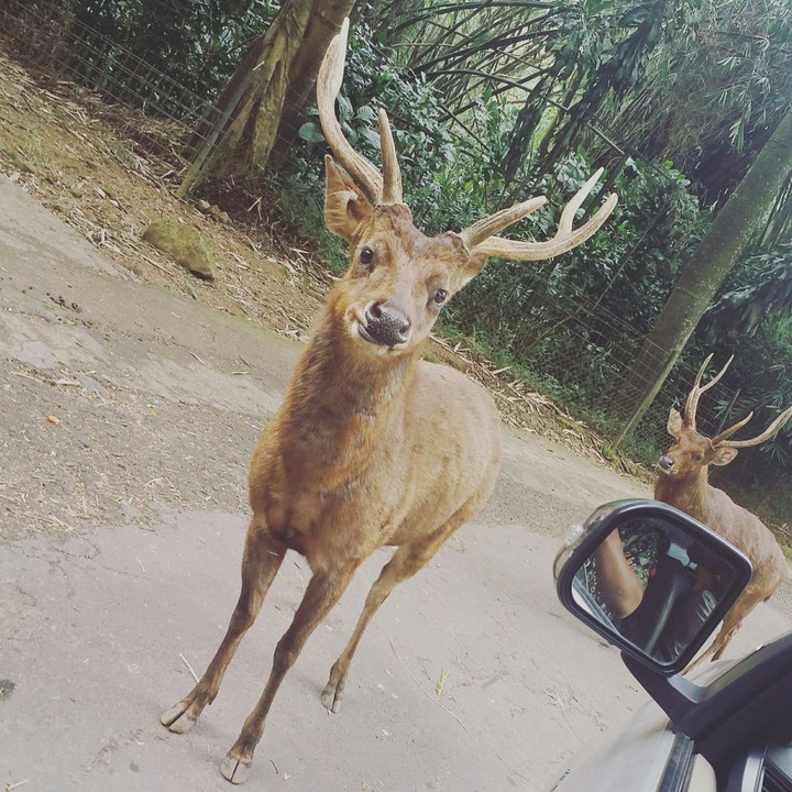 hello im deer.