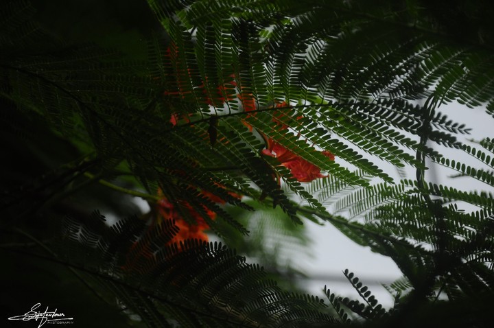 Poinciana