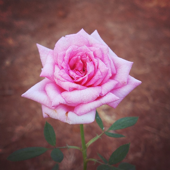 rose