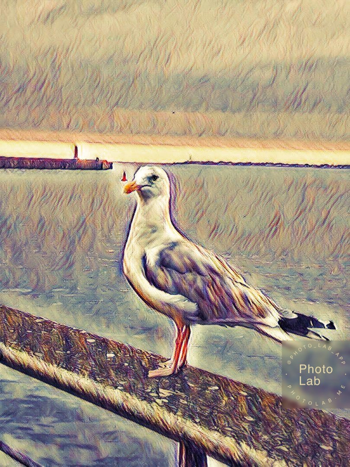 mouette