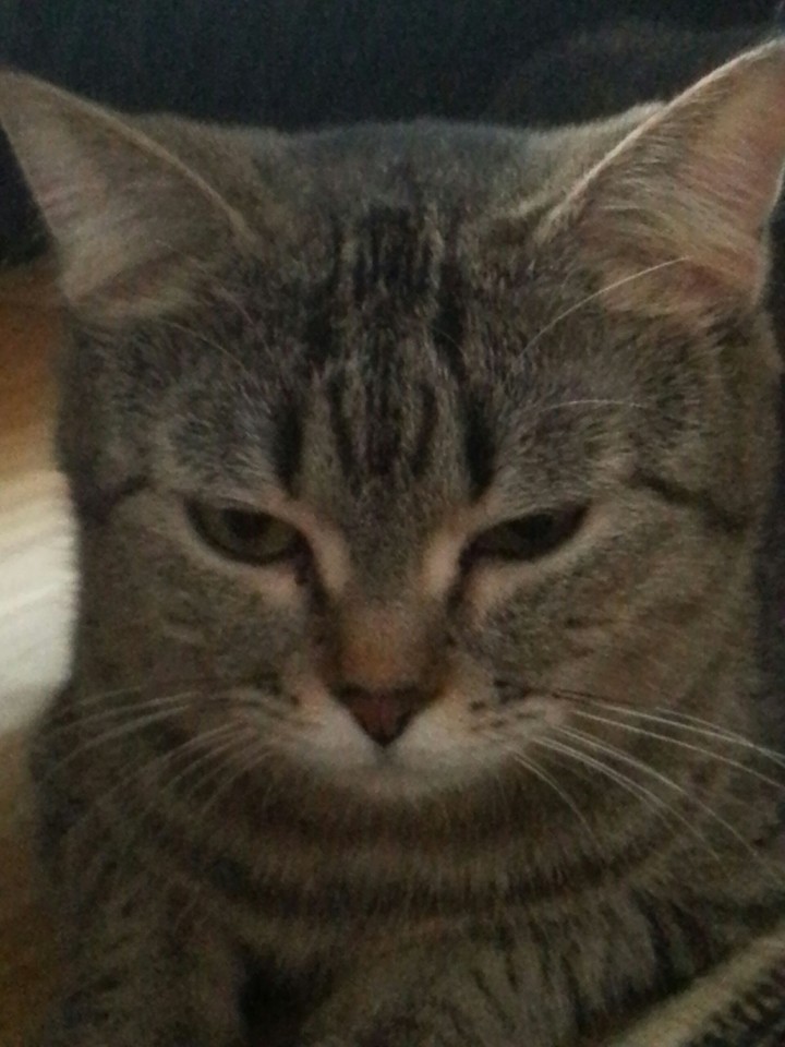 Kitty Cat