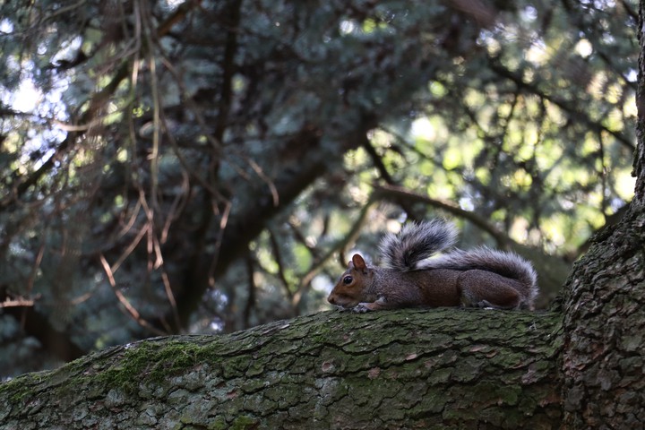 Resting squirrel