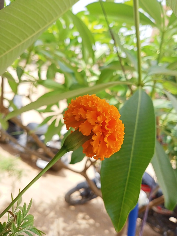 Flower