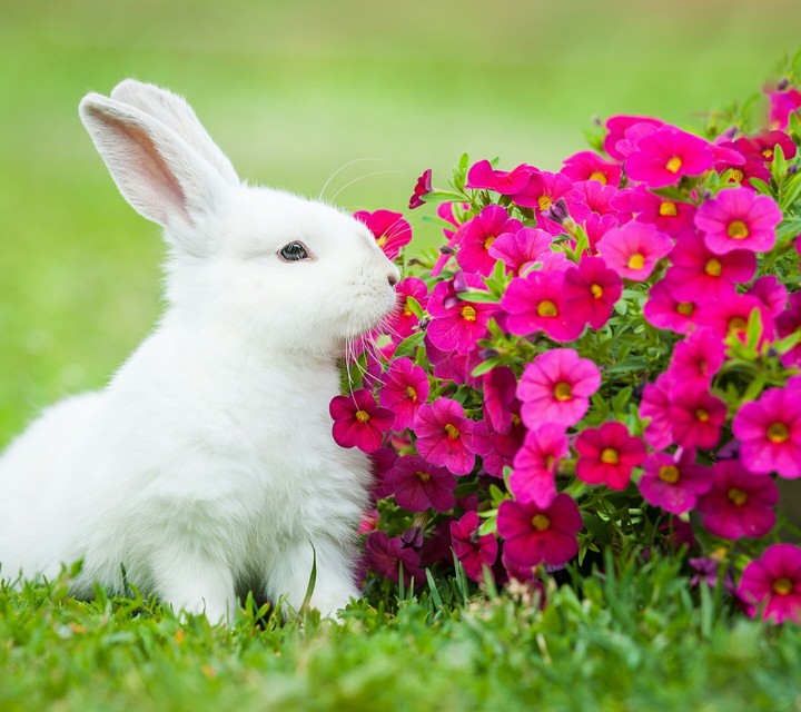 beautiful hare