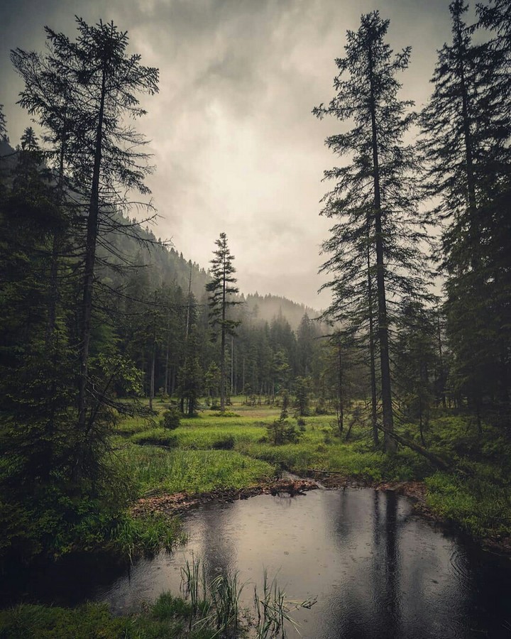 forest