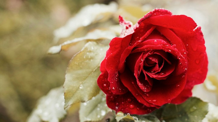 Red Rose (Ultra HD 4K)