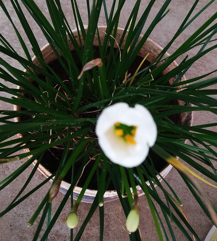 white  lilly