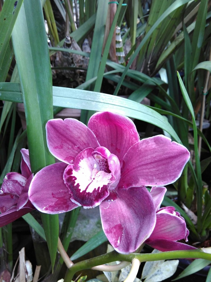 Dendrobium nobile