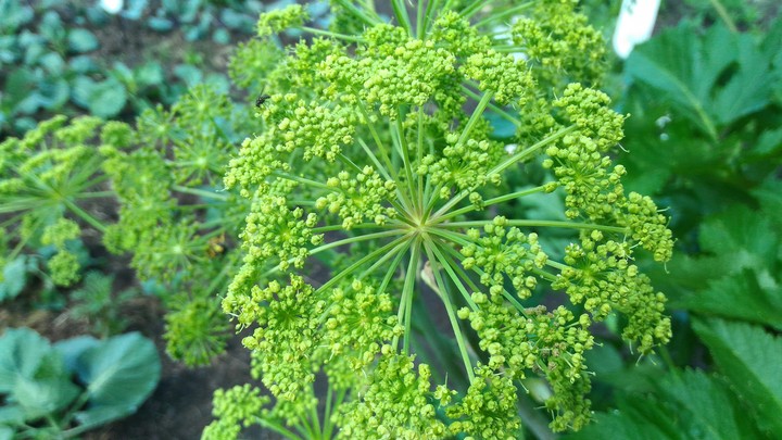 Plant