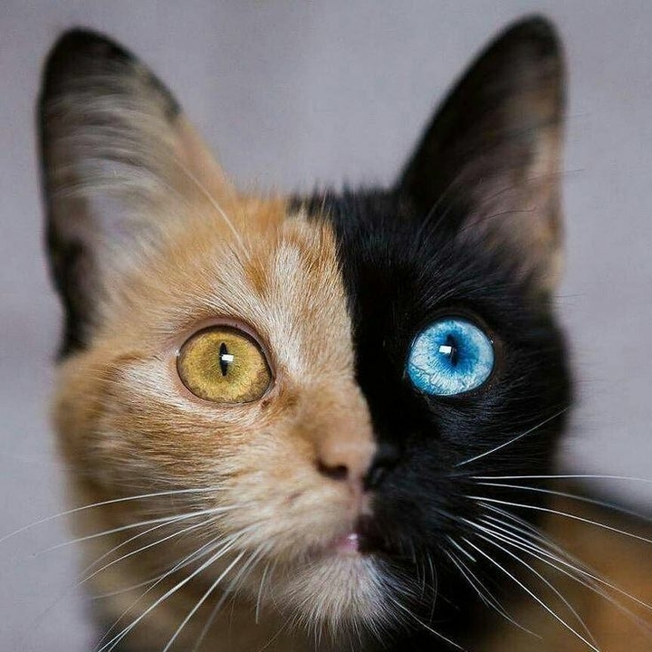 cute cat animal beautiful eyes