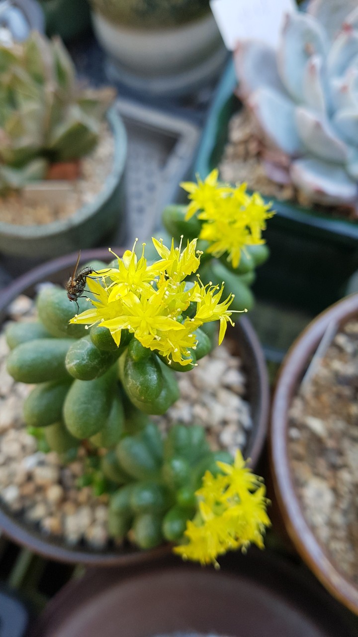 succulent plant