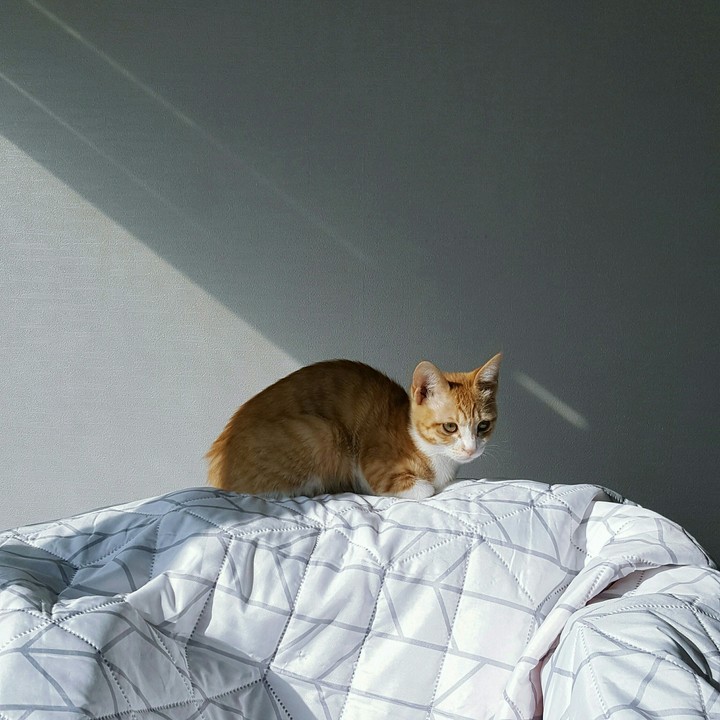 고양이