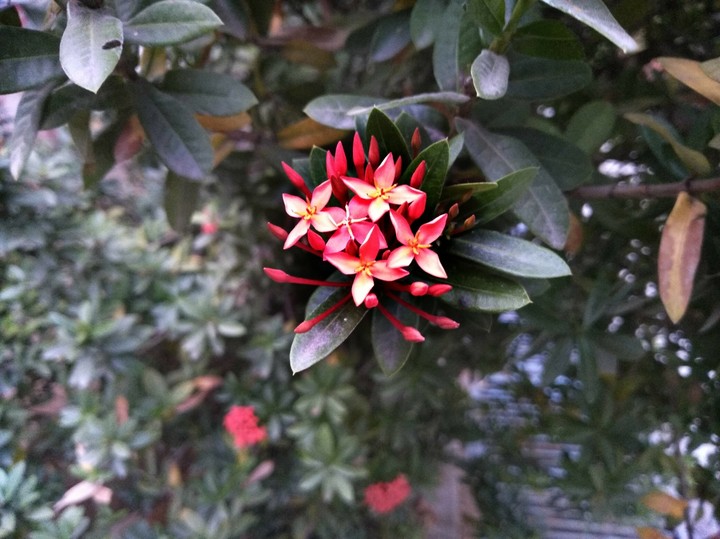 Pinky flower