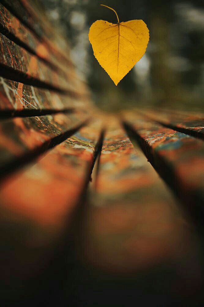 wall's