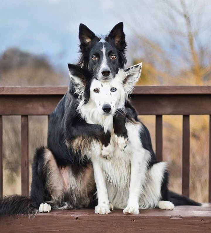 Love dog