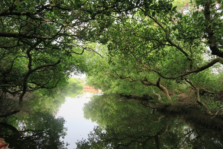 Mangrove green tunnel