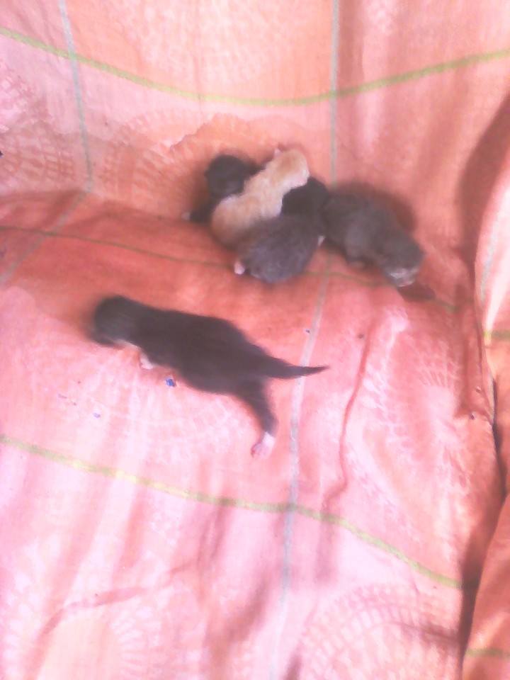 My ketten