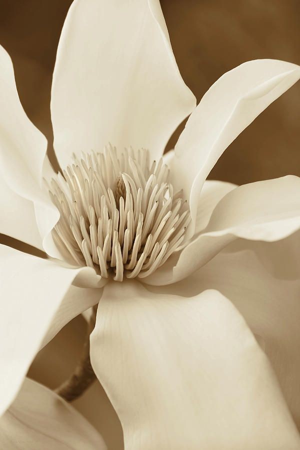 Magnolia