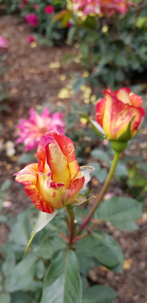 spring, garden壁紙