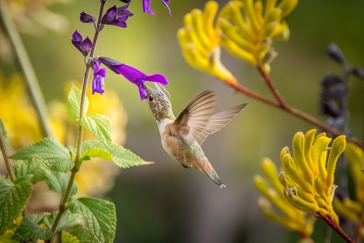 colibrí en flor