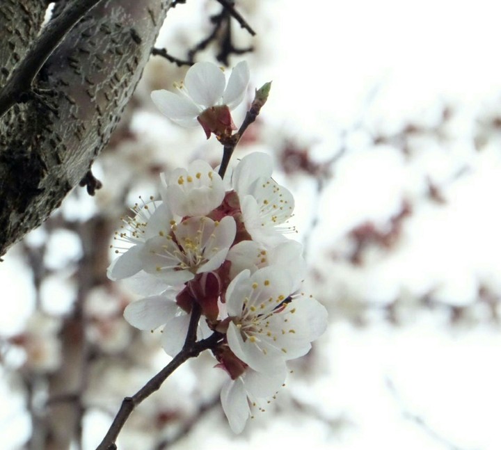 Spring