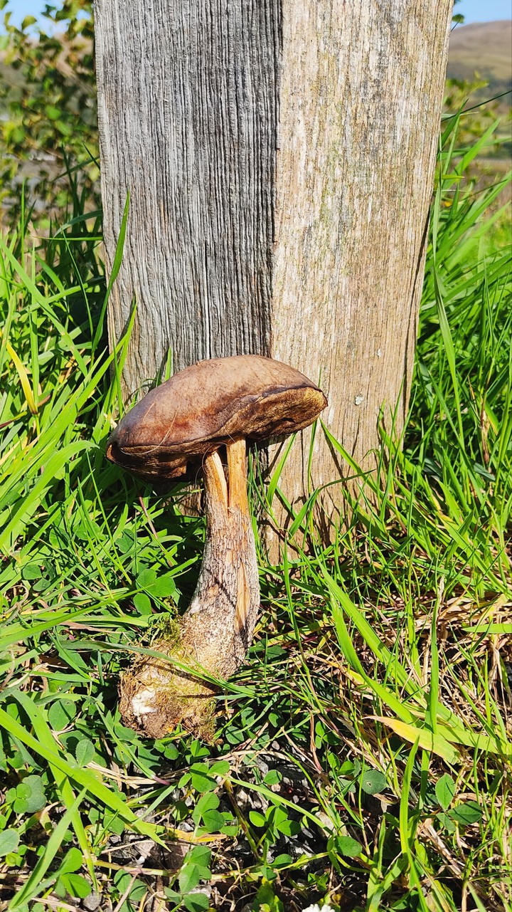 giant mushroom