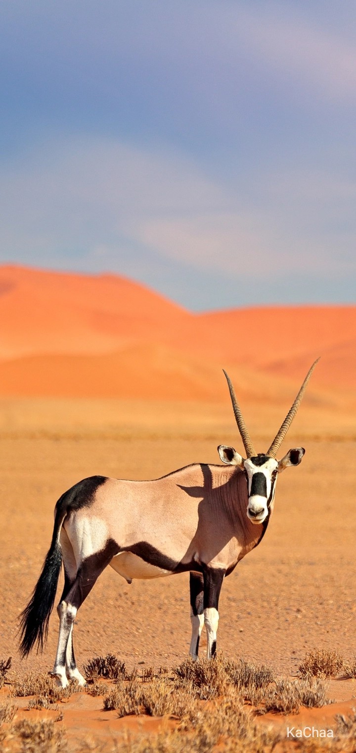Animal...
