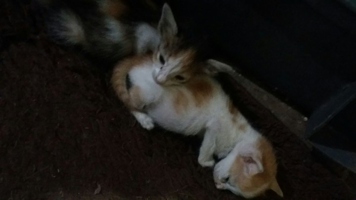 choti se miumiu 