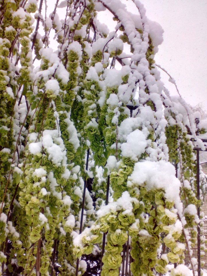 snowy spring