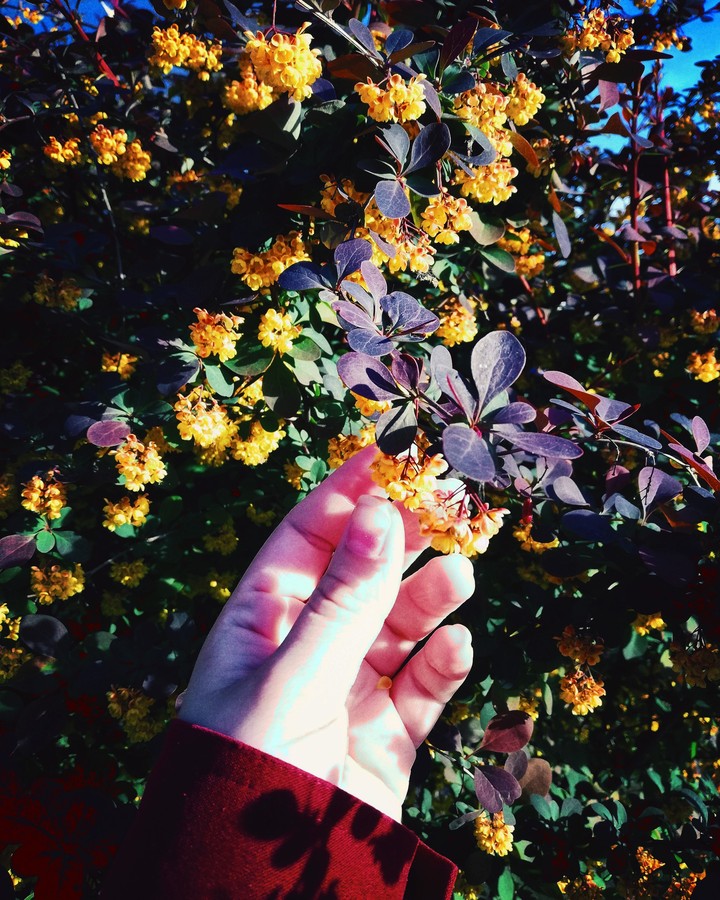 flowers