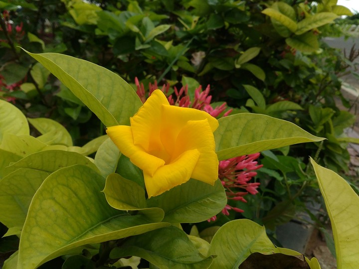 monsoon flower