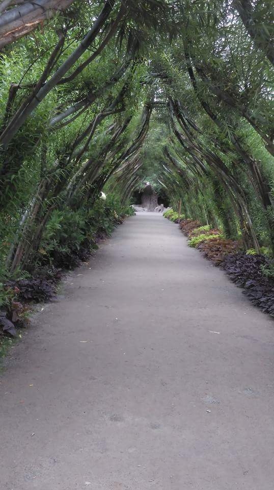 l allée