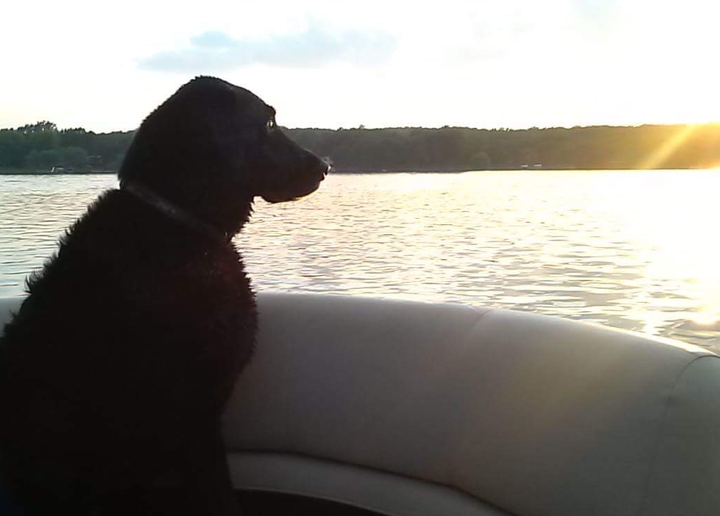 Black Lab Watching the Sunset
