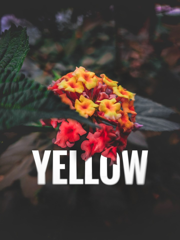 RED YELLOW FLOWERS