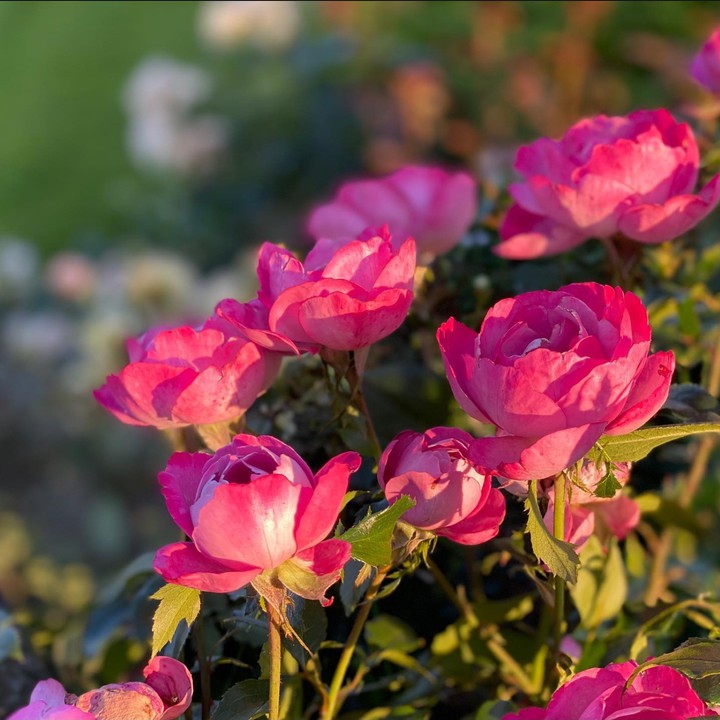 Roses