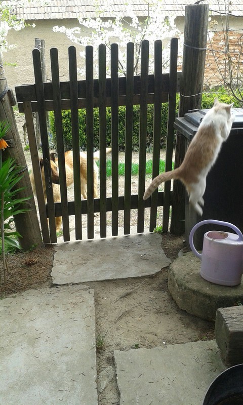 Funny cat and unhappy dog