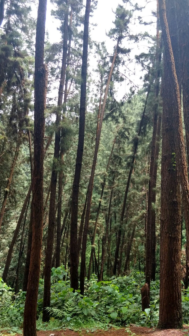 nature