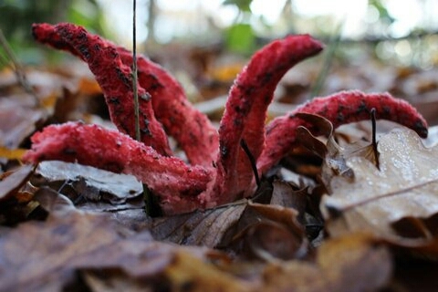 pieuvre des bois