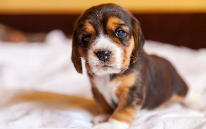 cute puppy