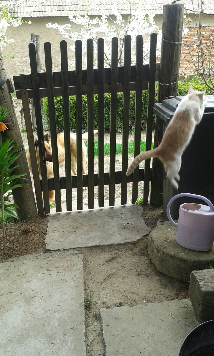 Funny cat and unhappy dog