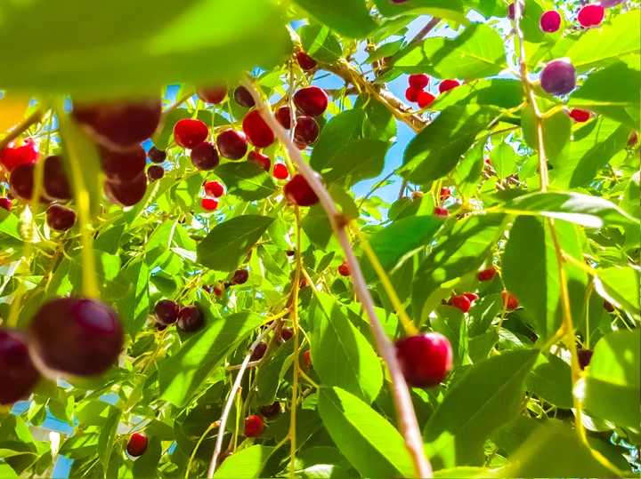 cherry