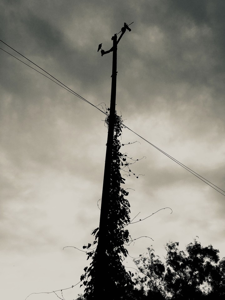 wire poll bird romance