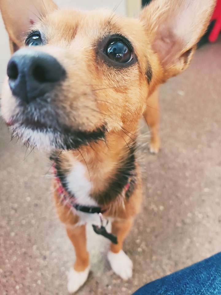 Dog