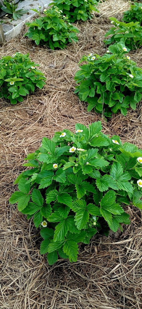 herb, groundcover Hintergrundbilder