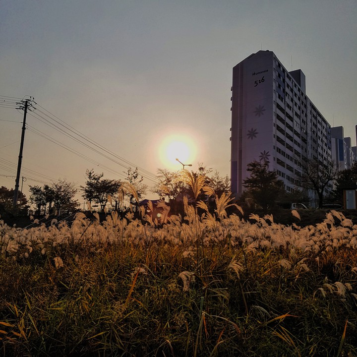 갈대