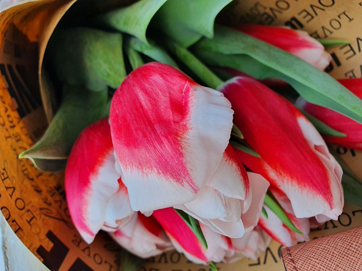 Tulips