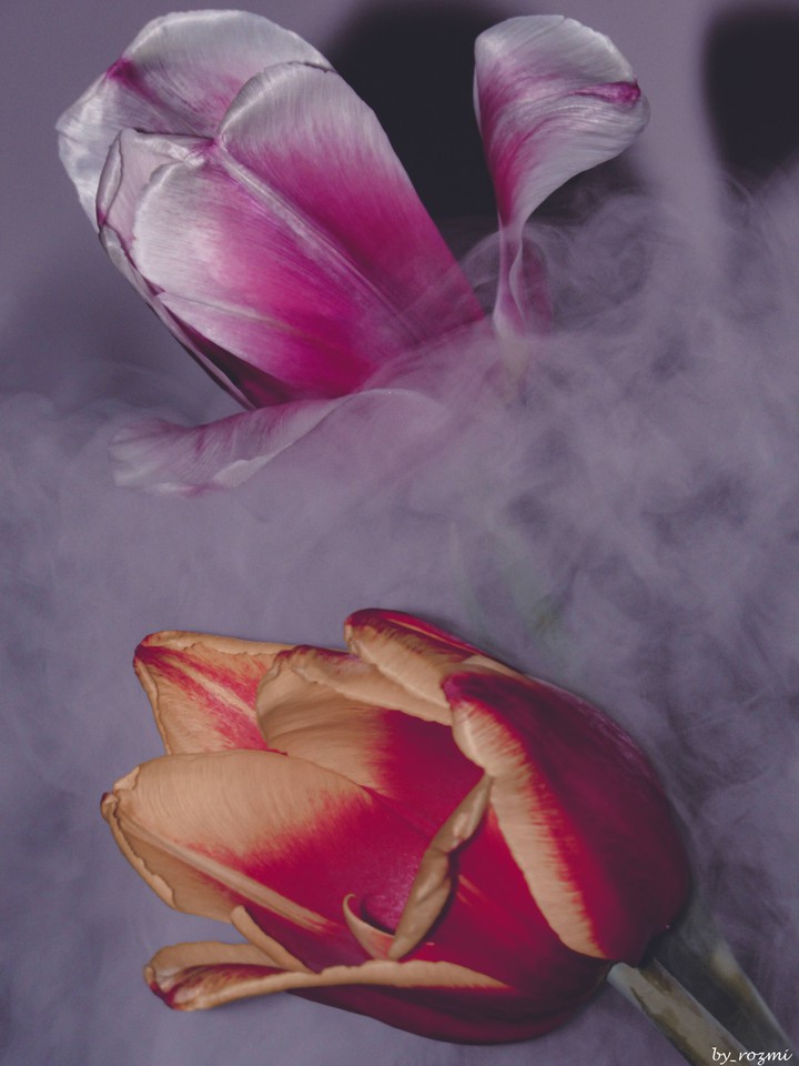 tulips